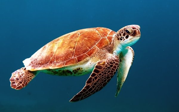 Peut-on réserver une villa en Crète avec des excursions pour observer les tortues de mer?
